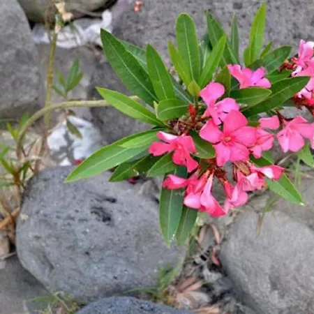 Hostel Gianni House Backpackers