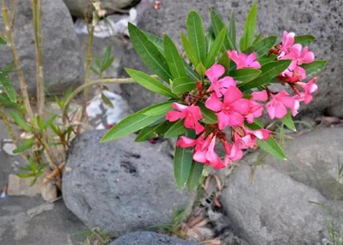 Хостел Gianni House Backpackers